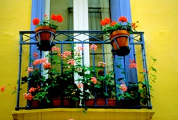 Flowers outside window